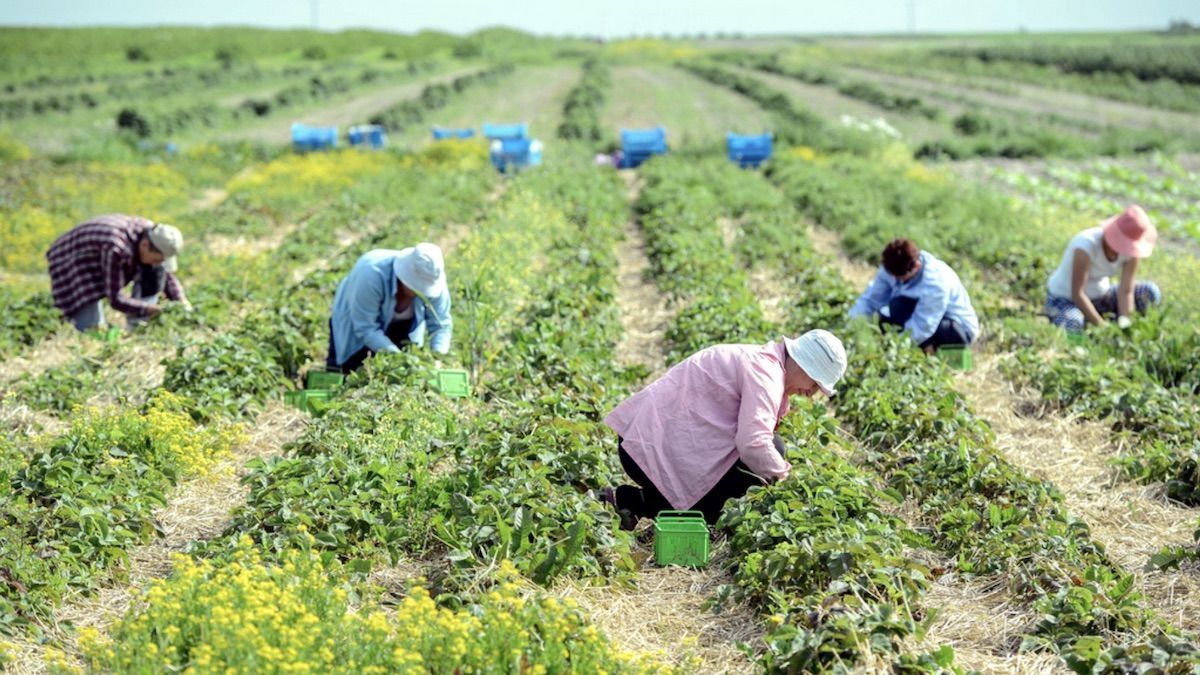 Польща оплатить заробітчанам з України тести на коронавірус Польща оплатить заробітчанам з України тести на коронавірус