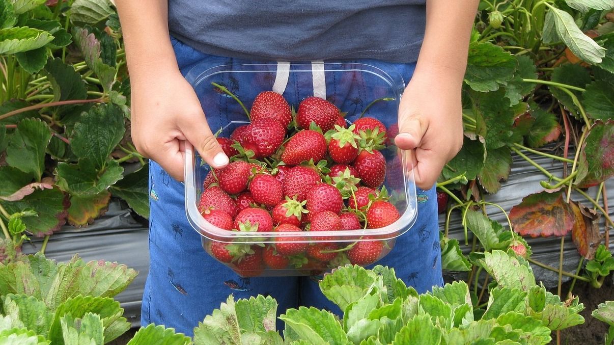 Собирать ягоды в Финляндии украинцы больше не смогут: известна причина
