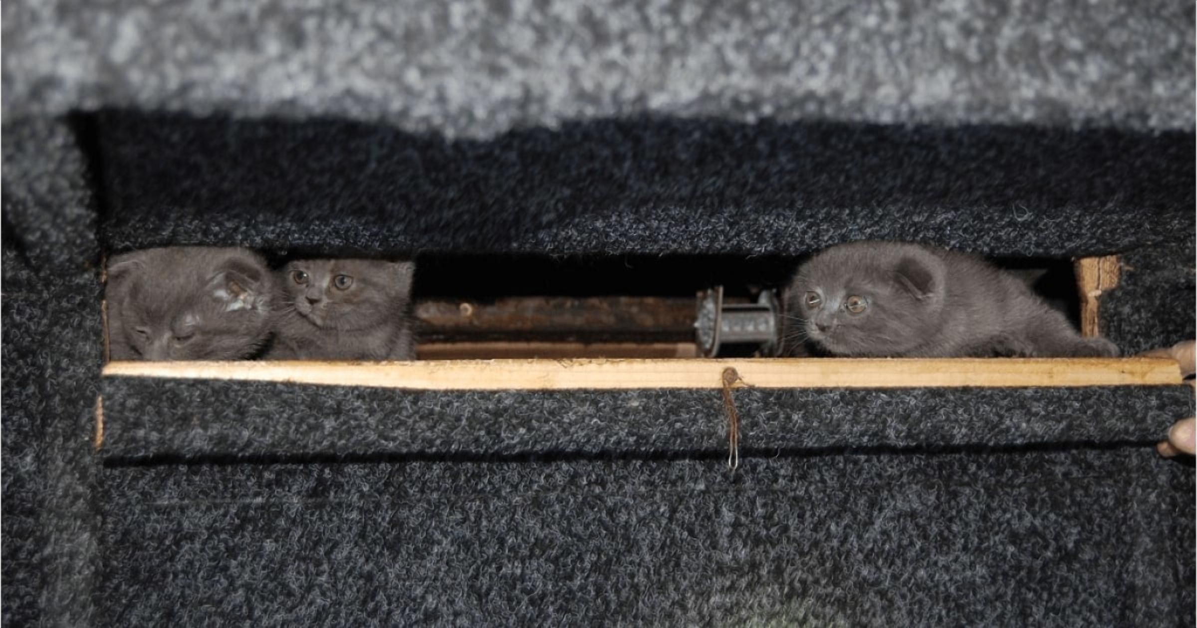 Контрабандні кошенята Контрабандні кошенята