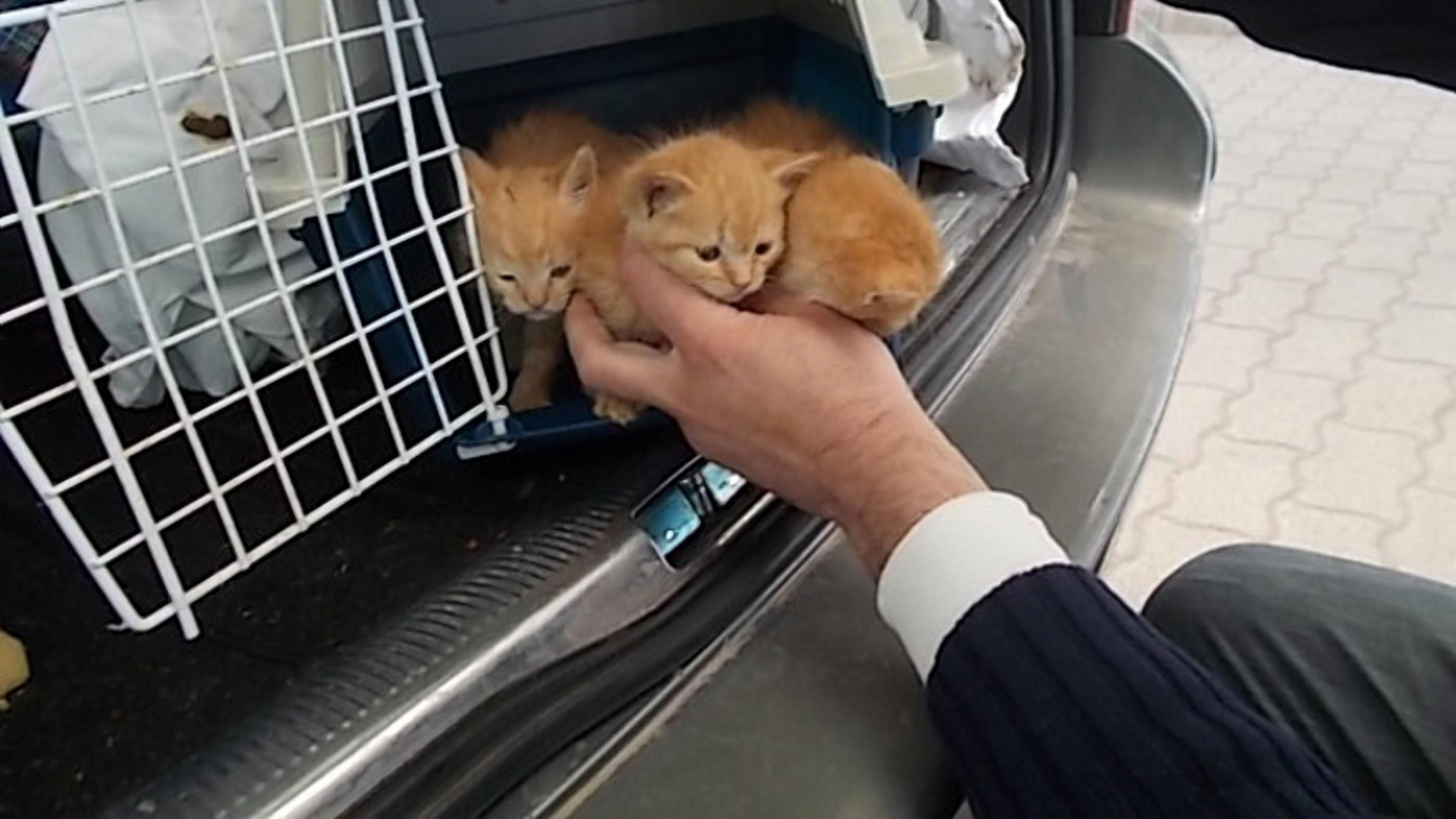 Котятам не было и 4 месяцев Котятам не было и 4 месяцев