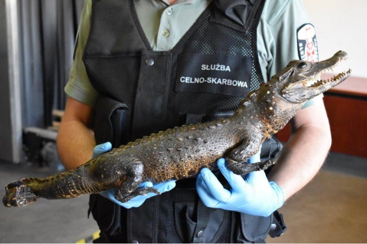 Украинец хотел ввезти в Польшу редкостного крокодила