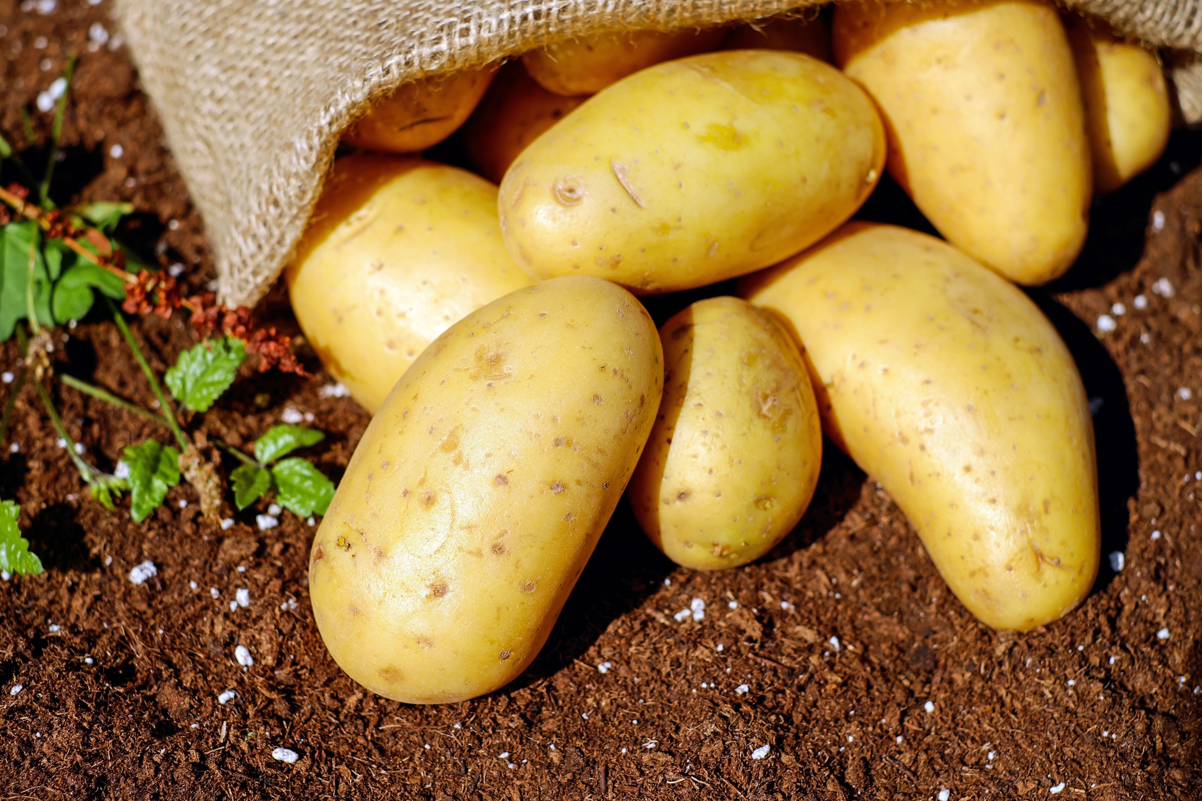 В Европе выращивания картофеля является очень распространенным