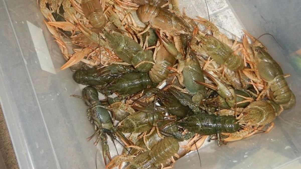 В українців у Польщі вилучили живих раків В українців у Польщі вилучили живих раків