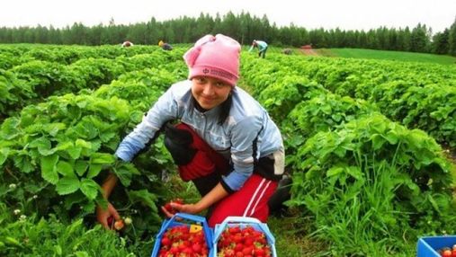 Коронавірус допоміг заробляти більше, – трудова мігрантка розповіла про сезонні роботи у Польщі 
