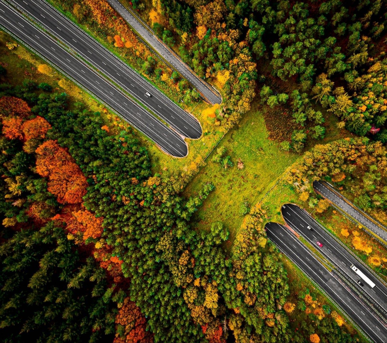 В Польше строят все больше экодуков: зачем они нужны и когда появятся в Украине - Украина новости - Закордон В Польше строят все больше экодуков: зачем они нужны и когда появятся в Украине - Украина новости - Закордон