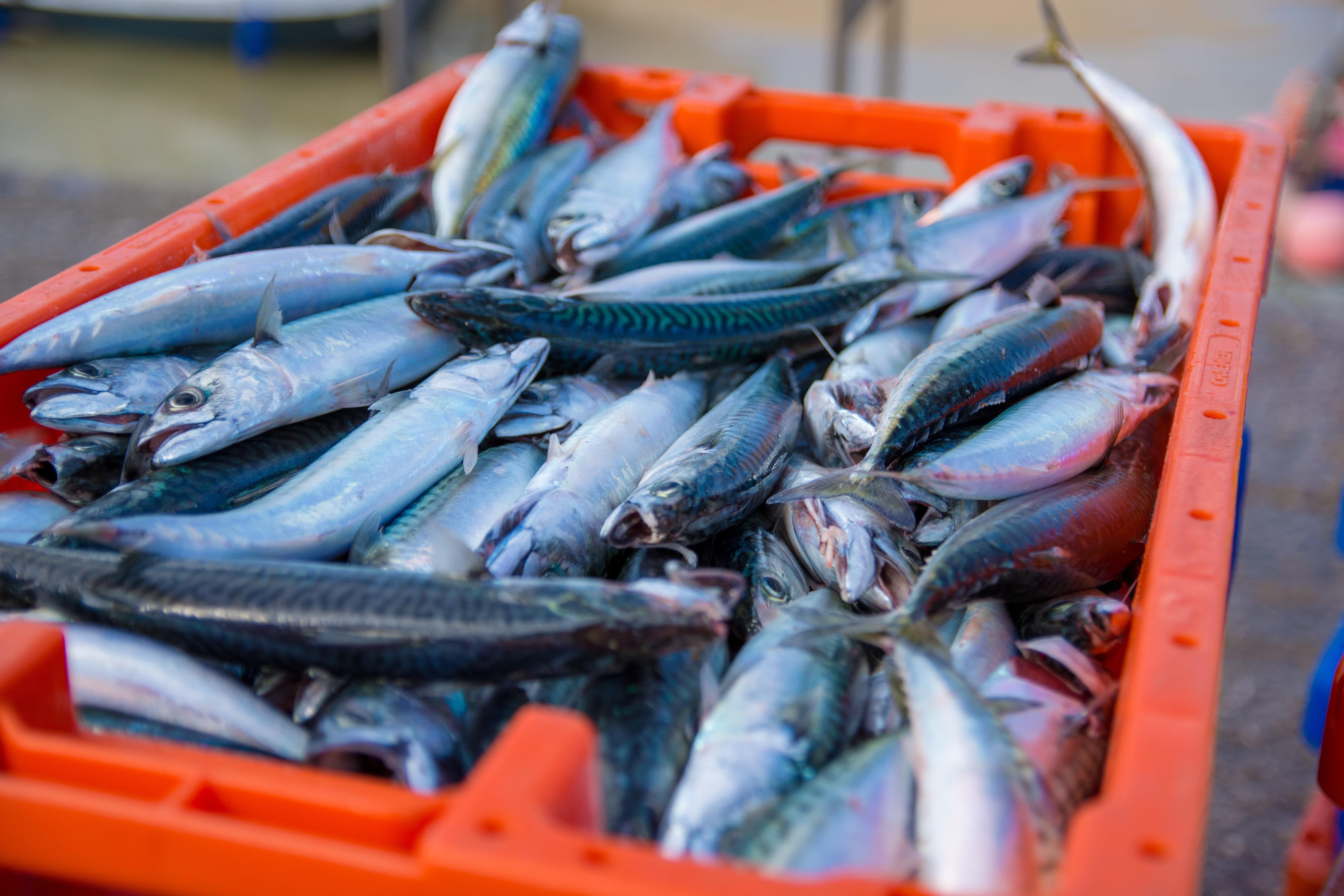 В Варшаве хотят запретить продажу живой рыбы