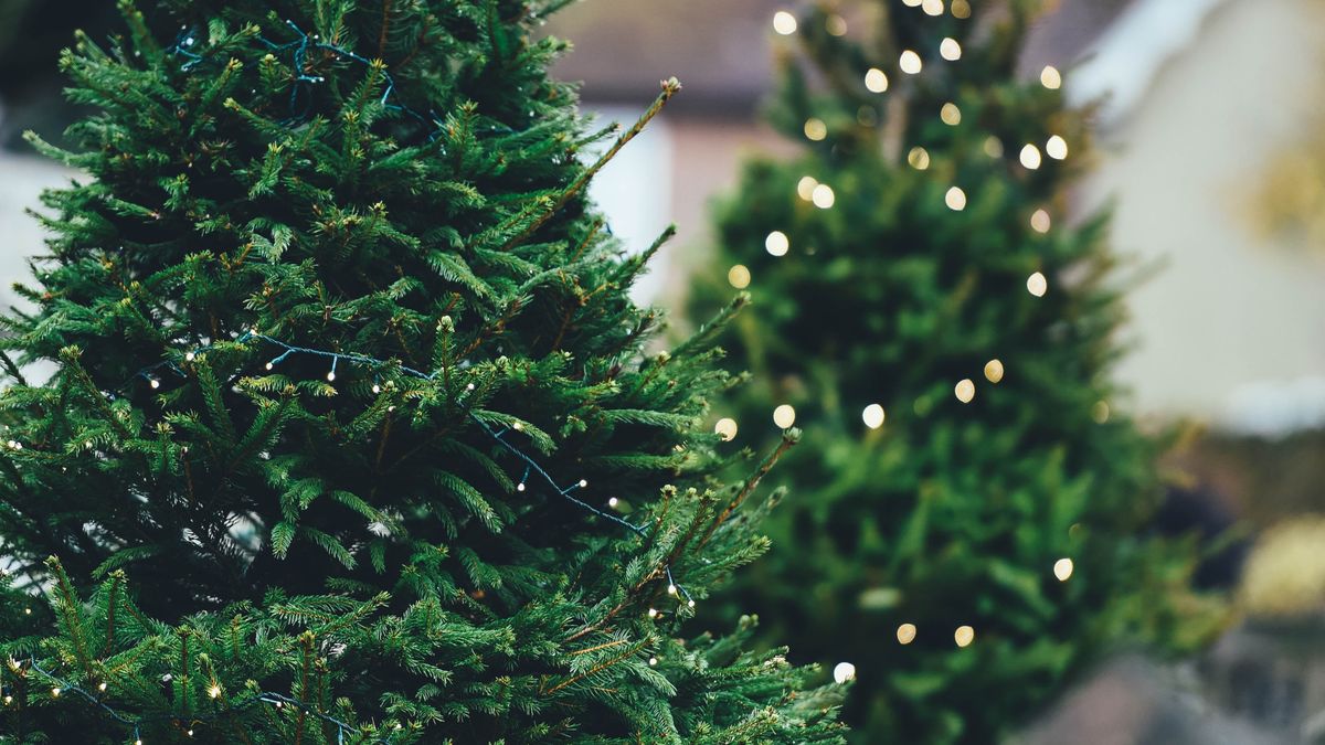 В Польщі роздадуть безплатні ялинки: як отримати різдвяне дерево - Закордон
