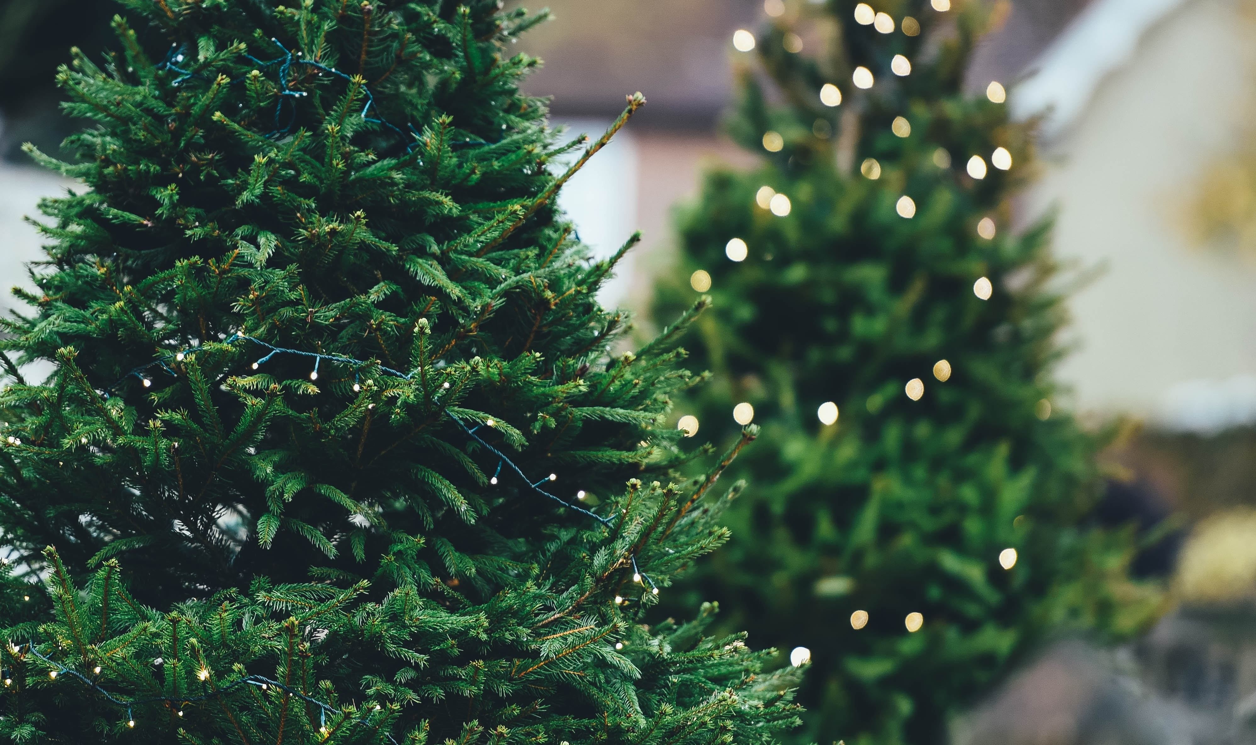 В Польщі роздадуть безплатні ялинки: як отримати різдвяне дерево - Закордон