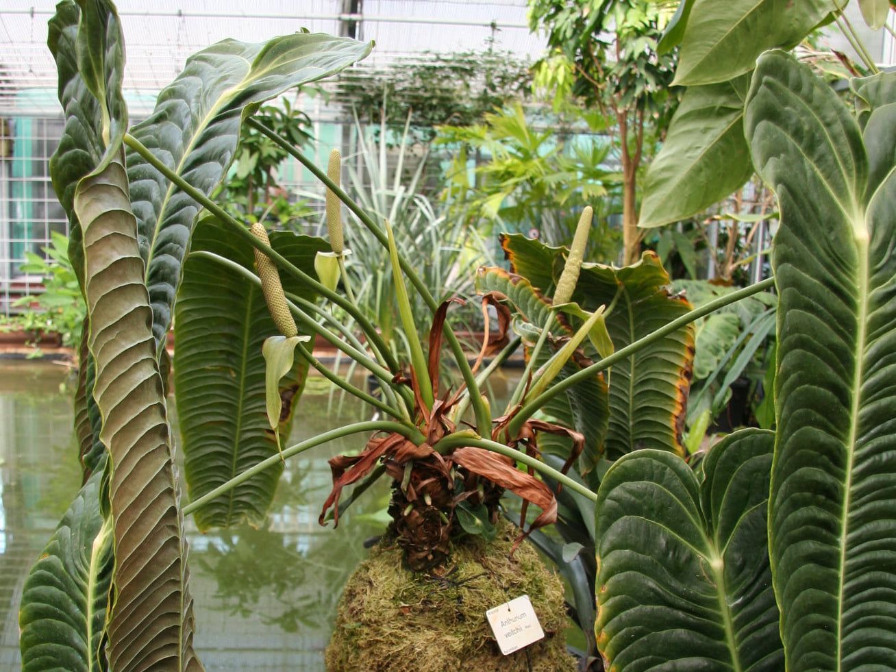 Залишили відірваний лист: з ботанічного саду у Варшаві викрали унікальну рослину - Новости мира - Закордон Залишили відірваний лист: з ботанічного саду у Варшаві викрали унікальну рослину - Новости мира - Закордон