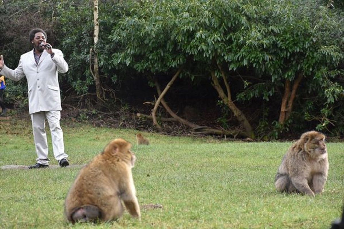 Не хотят размножаться: зоопарк в Англии нанял музыканта петь макакам сексуальные песни Не хотят размножаться: зоопарк в Англии нанял музыканта петь макакам сексуальные песни