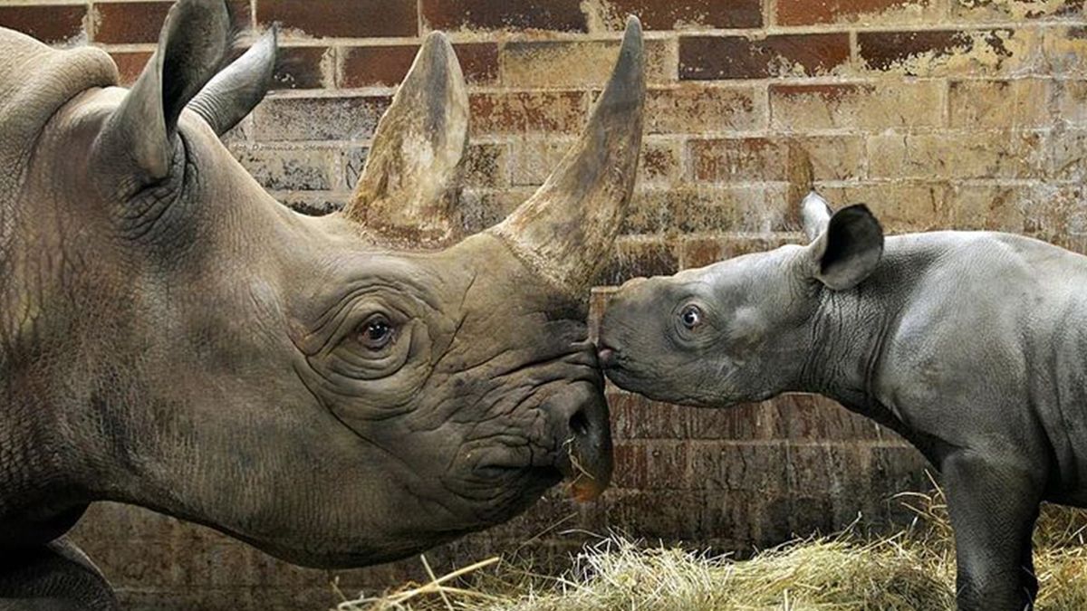 У чеському зоопарку народився рідкісний носоріг: малюка назвали Київ - Закордон