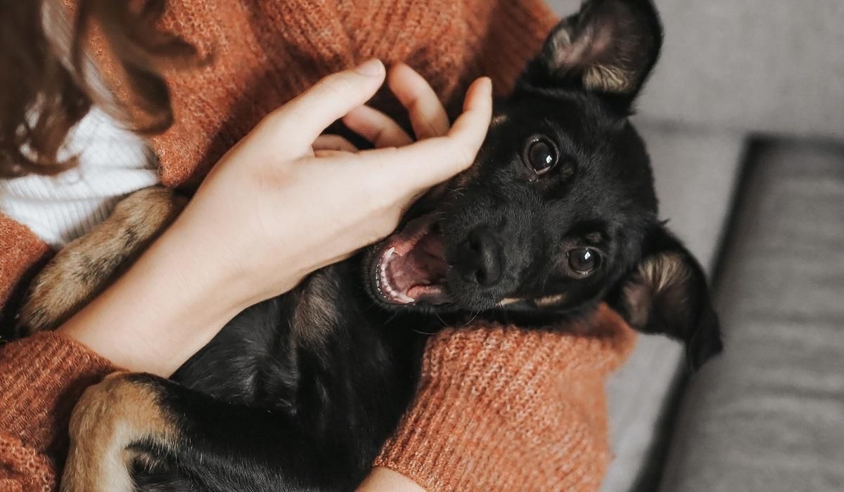 Допомога домашнім тваринам в Польщі: де можна отримати корм та ліки - Закордон Допомога домашнім тваринам в Польщі: де можна отримати корм та ліки - Закордон