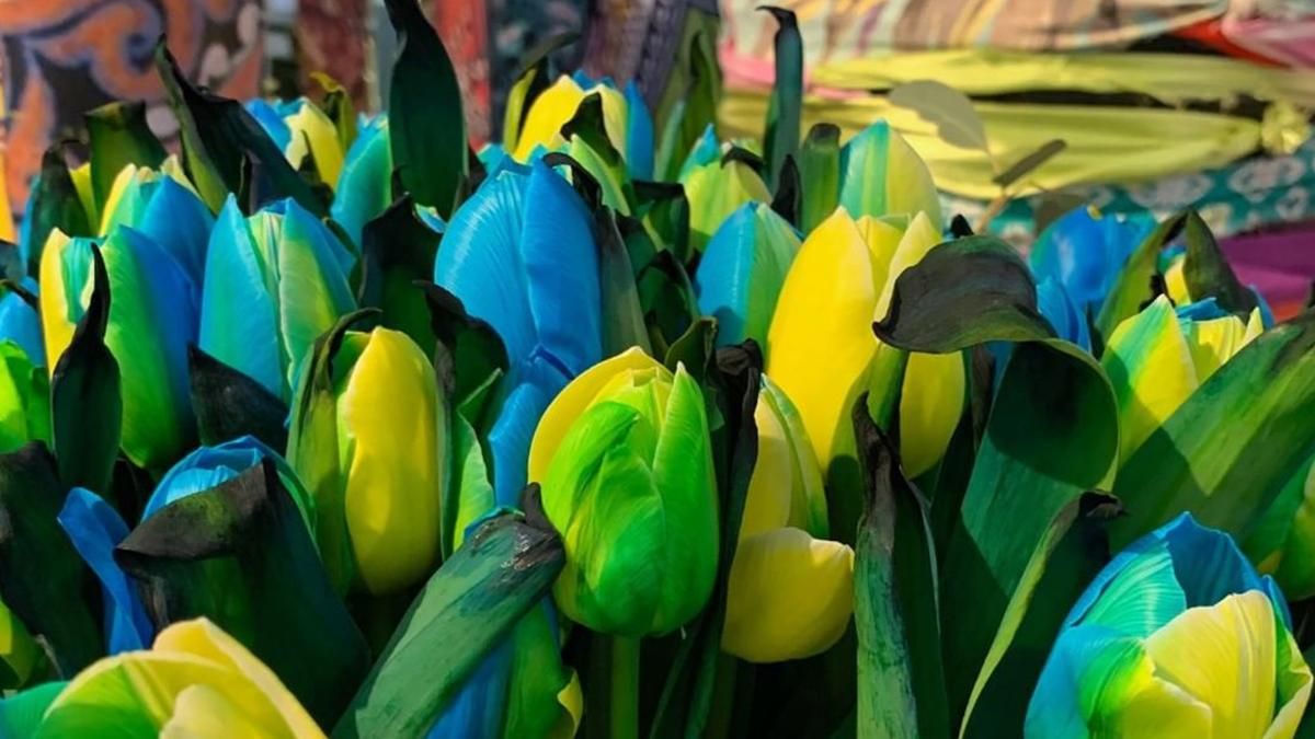 Квітникарі з Нідерландів вивели синьо-жовті тюльпани, присвячені Україні - Закордон