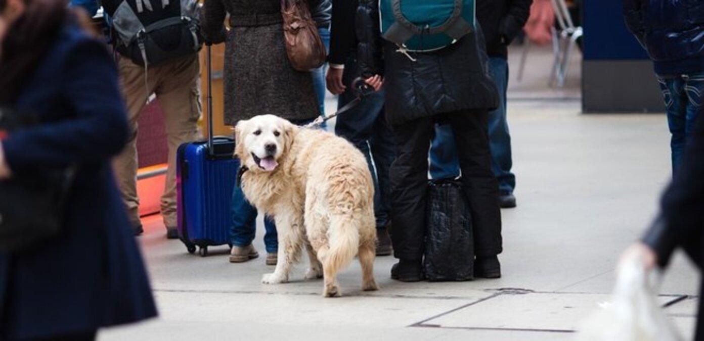 Упрощенный режим вывоза животных из Украины в ЕС отменили новые правила - Закордон Упрощенный режим вывоза животных из Украины в ЕС отменили новые правила - Закордон
