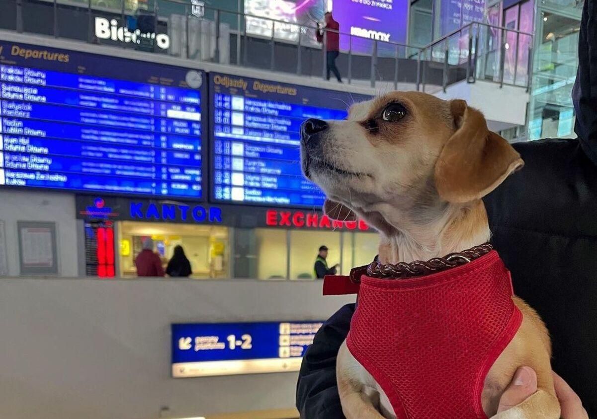 У Варшаві на вокзалі організували пункт допомоги тваринам - 26 мая 2022 - Закордон У Варшаві на вокзалі організували пункт допомоги тваринам - 26 мая 2022 - Закордон