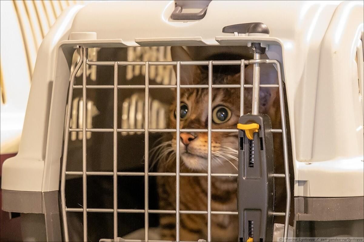 Мікрочіп, вакцина від сказу і не тільки що треба знати при поверненні до України з тваринами - Закордон Мікрочіп, вакцина від сказу і не тільки що треба знати при поверненні до України з тваринами - Закордон