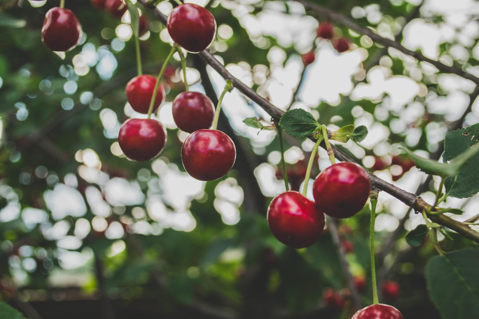 Де в Чехії можна безкоштовно збирати черешню  онлайн-карта з фруктовими садами - Закордон