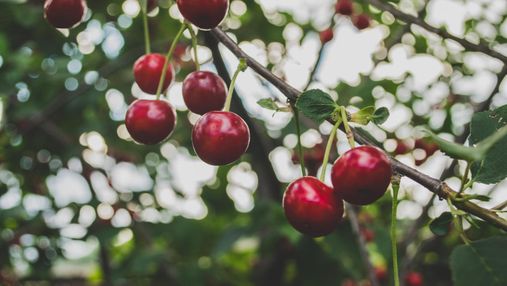 Де в Чехії можна безкоштовно збирати черешню: онлайн-карта з фруктовими садами