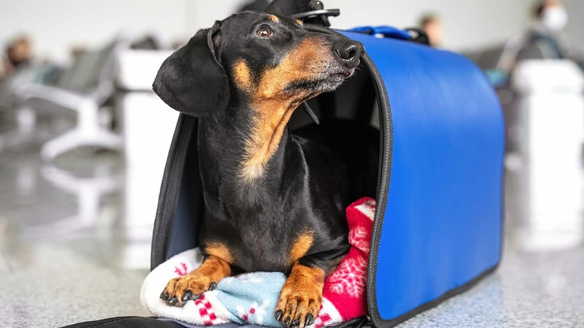 Польща змінила вимоги щодо перетину кордону з тваринами Польща змінила вимоги щодо перетину кордону з тваринами