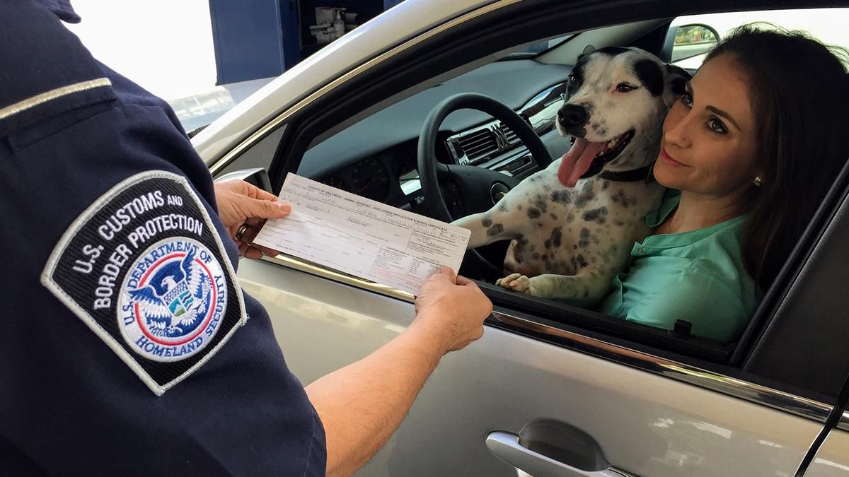4 безопасных способа перевозки собаки в авто 4 безопасных способа перевозки собаки в авто