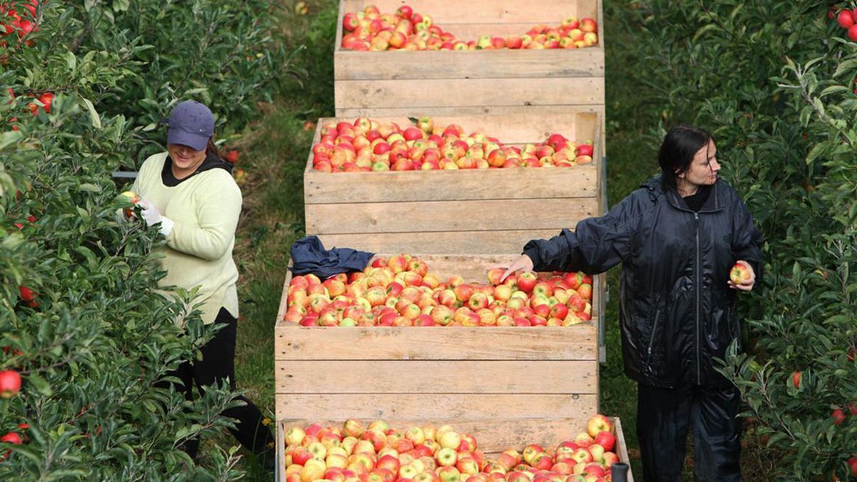 Яка ситуація на ринку сезонної роботи в Польщі огляд від агентства з працевлаштування - Закордон Яка ситуація на ринку сезонної роботи в Польщі огляд від агентства з працевлаштування - Закордон