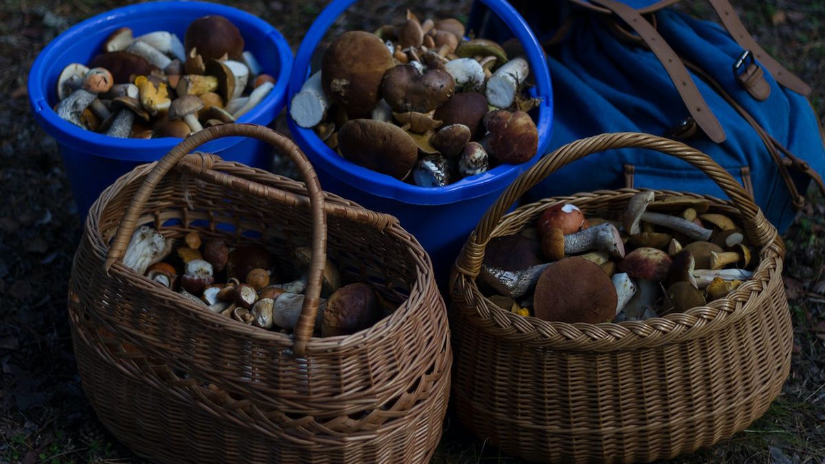 Де можна збирати гриби у Польщі