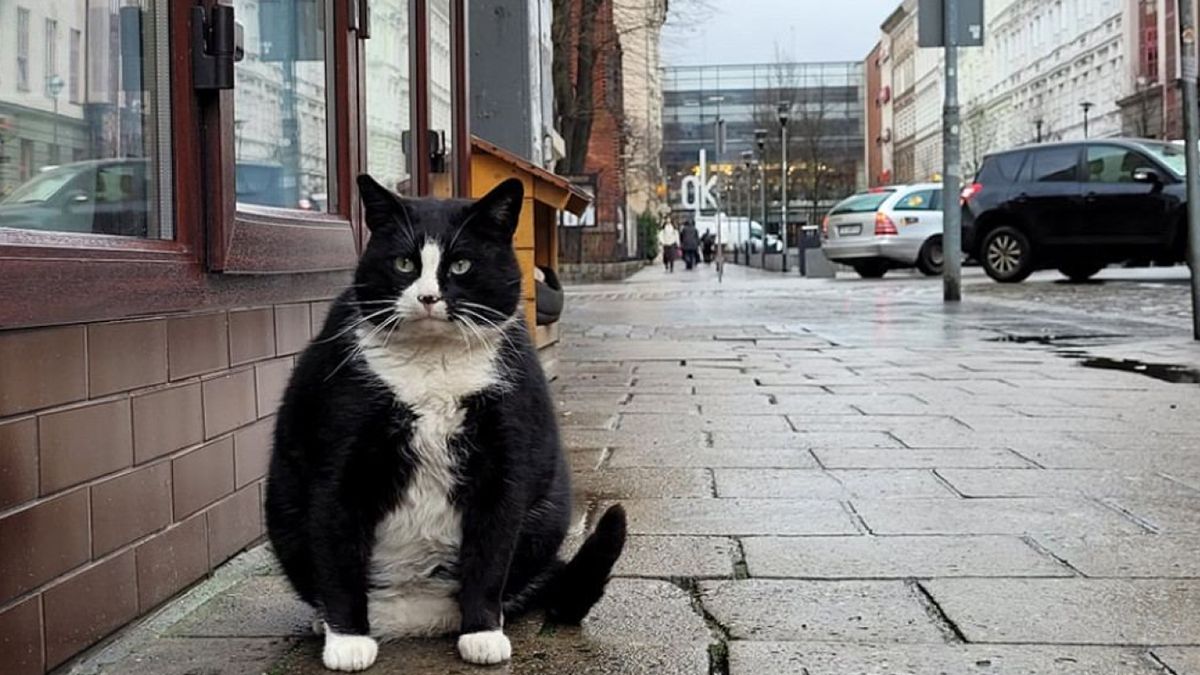 Кот Гацек в Щецине Кот Гацек в Щецине