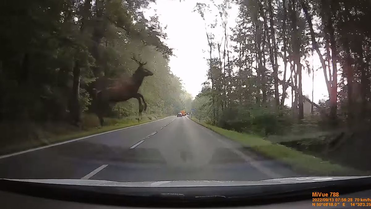 В Чехии олень грациозно выпрыгнул прямо перед машиной  эпическое видео - Закордон