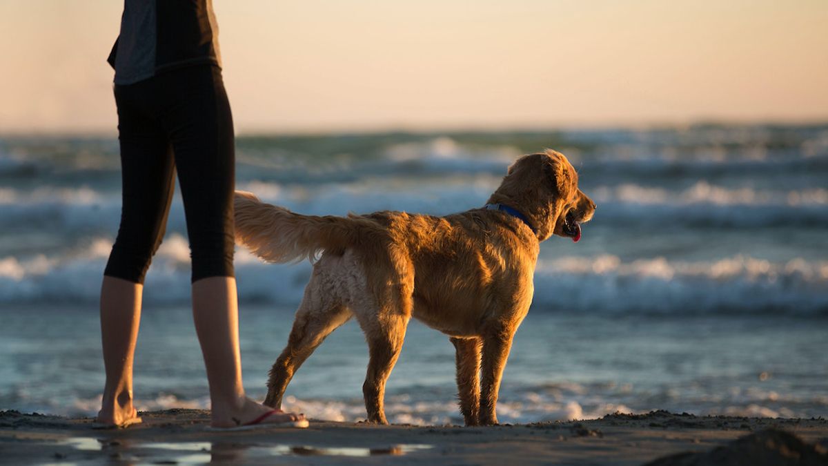 Правила утримування собак в Іспанії Правила утримування собак в Іспанії