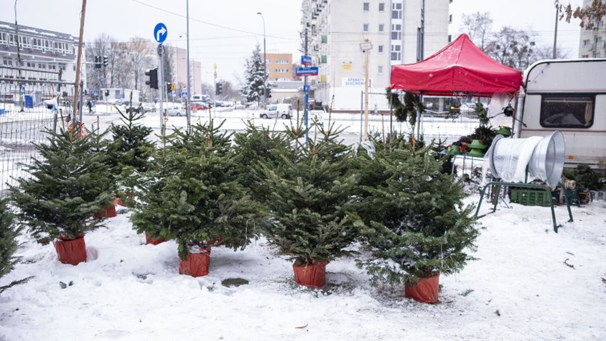 Де купити ялинку в Варшаві Де купити ялинку в Варшаві