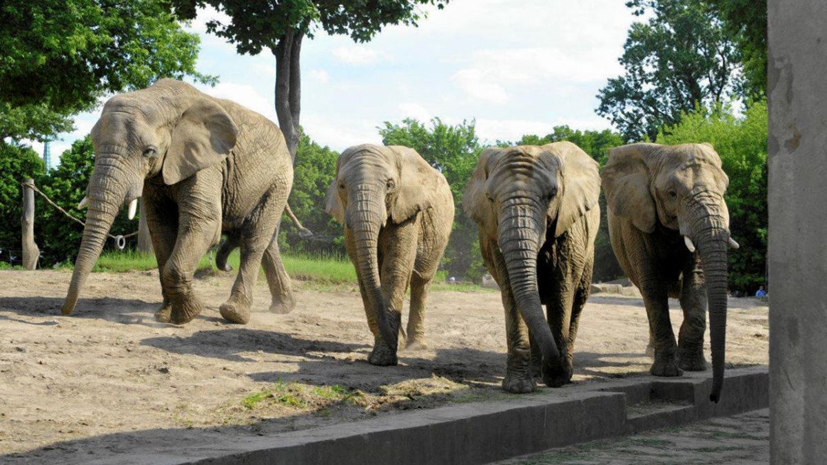 Варшавский зоопарк ищет работника Варшавский зоопарк ищет работника