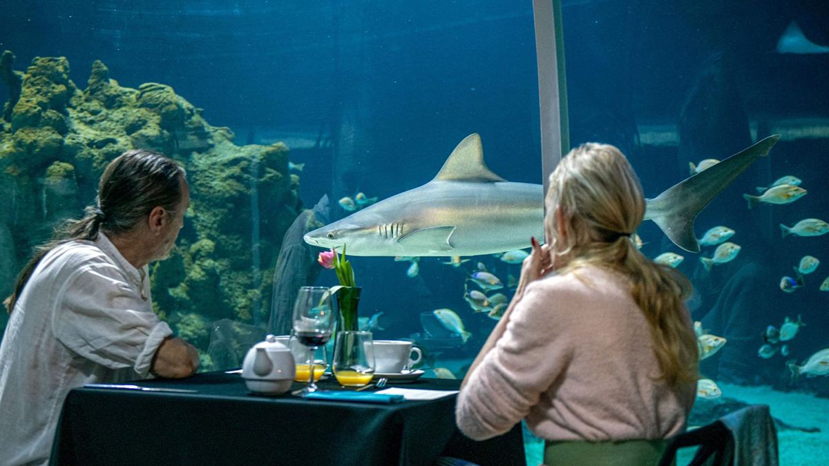 В Лодзи можно поужинать в подводном тоннеле с акулами