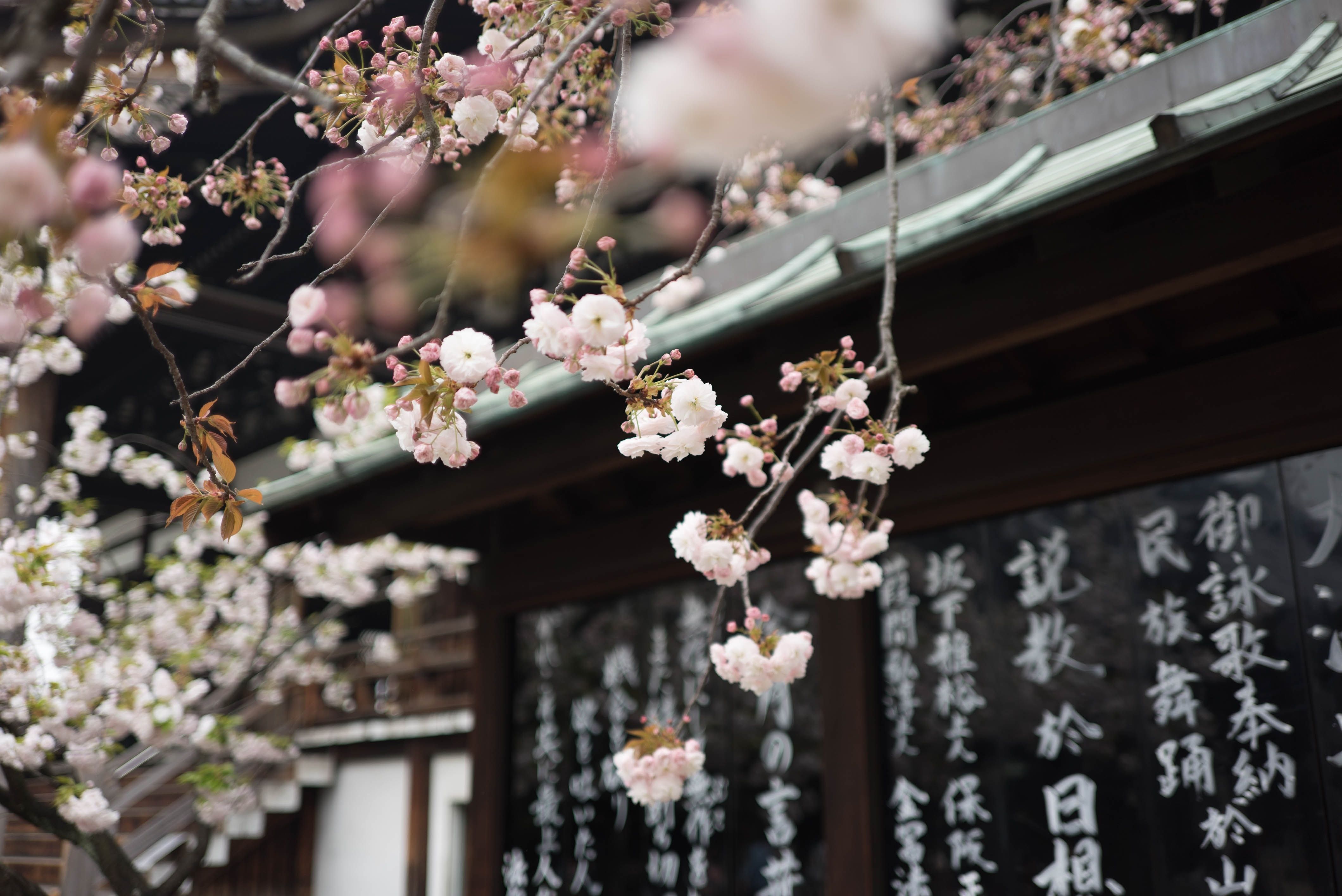 В Японии рекордно рано расцвела сакура