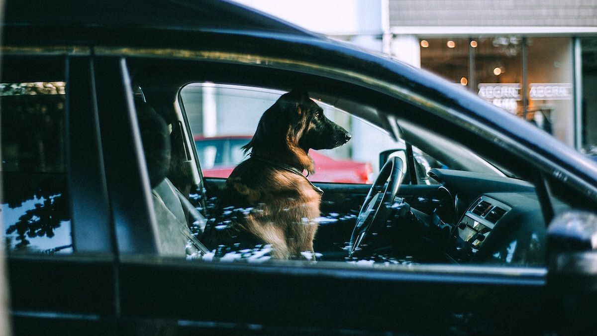 Как путешествовать с домашними любимцами: правила перевозки животных в Европе Как путешествовать с домашними любимцами: правила перевозки животных в Европе