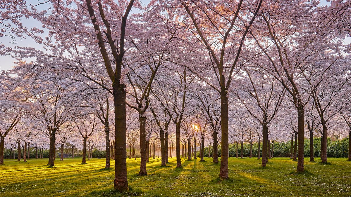 В Амстердаме – сезон цветения сакуры