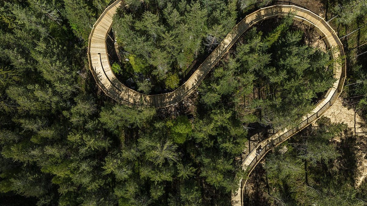 Маршрут серед соснових крон Маршрут серед соснових крон