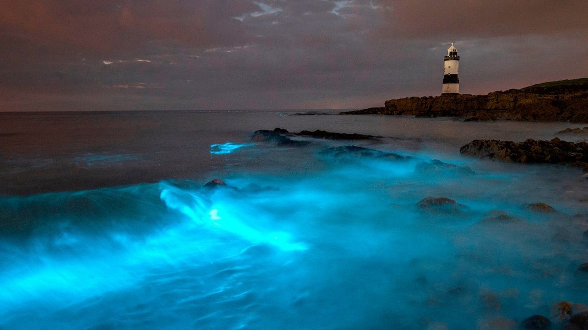 Ночью вода в море светится из-за скопления планктона