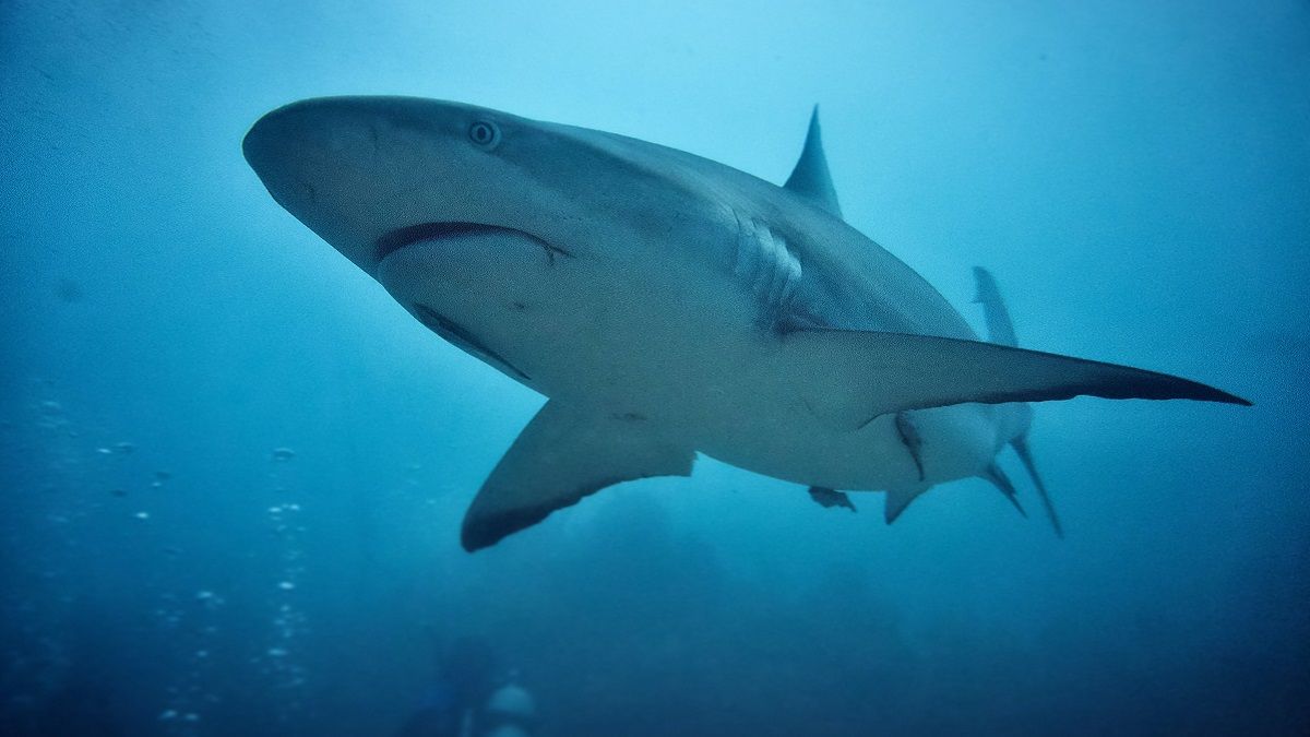 Влада Єгипту контролюватиме акул в Червоному морі