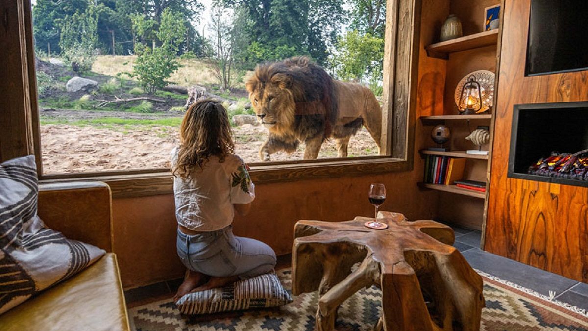 Апартаменты посреди вольера со львами