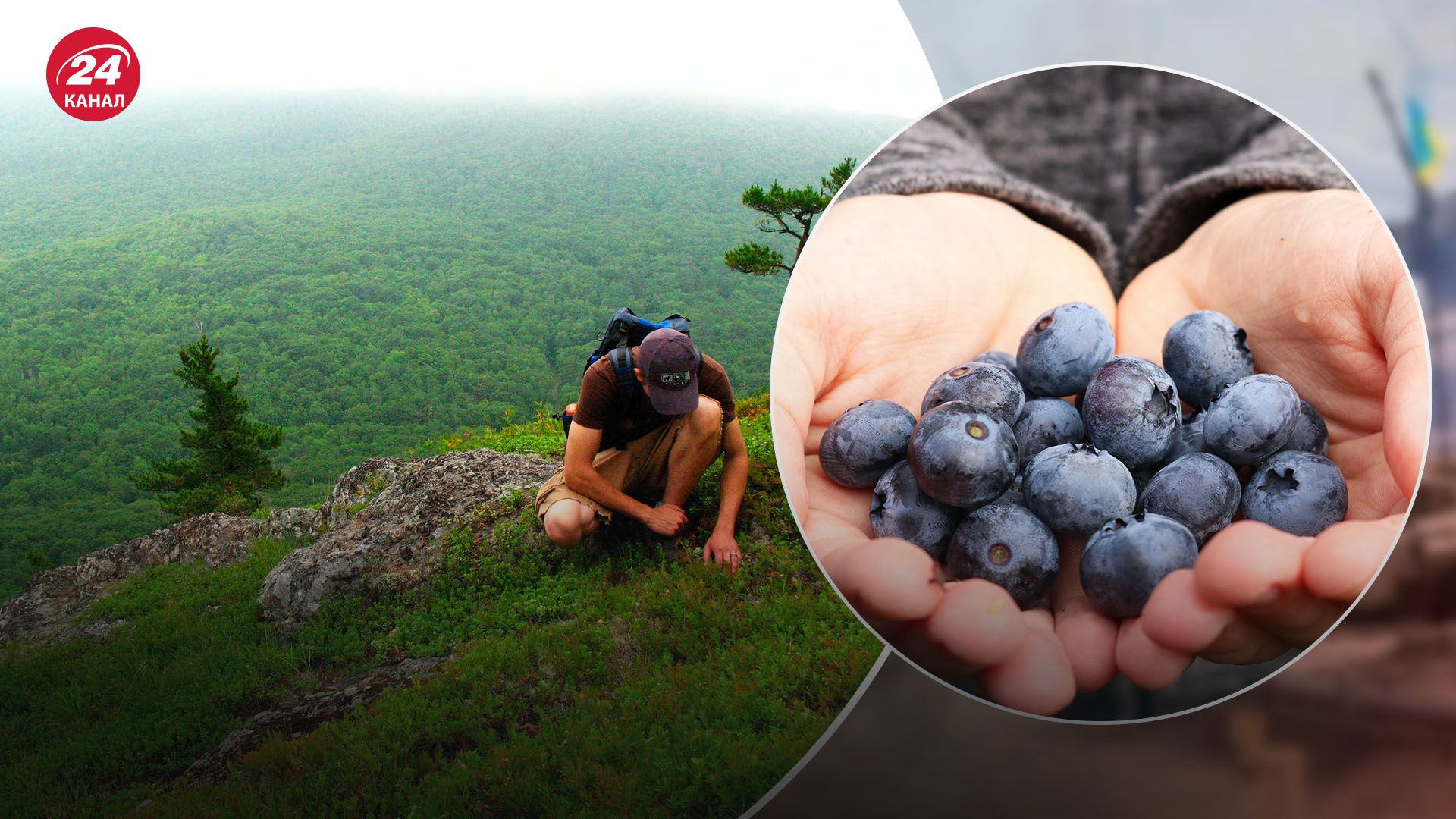 У Польщі є певні обмеження на збір лісових ягід і грибів У Польщі є певні обмеження на збір лісових ягід і грибів