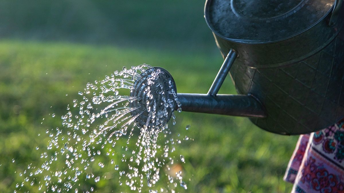 Для полива газонов и сада просят собирать дождевую воду