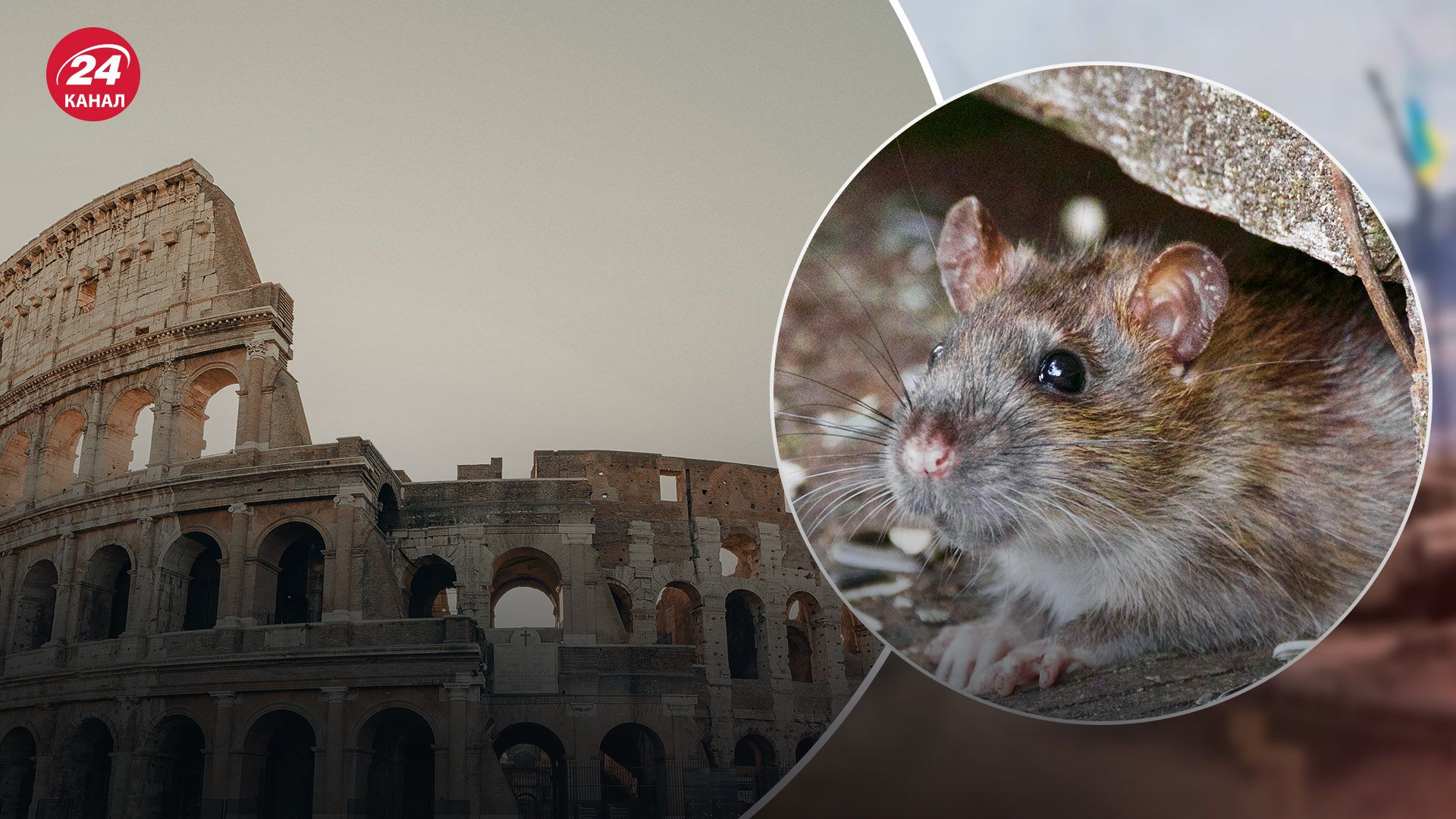Рим намагається побороти нашестя пацюків