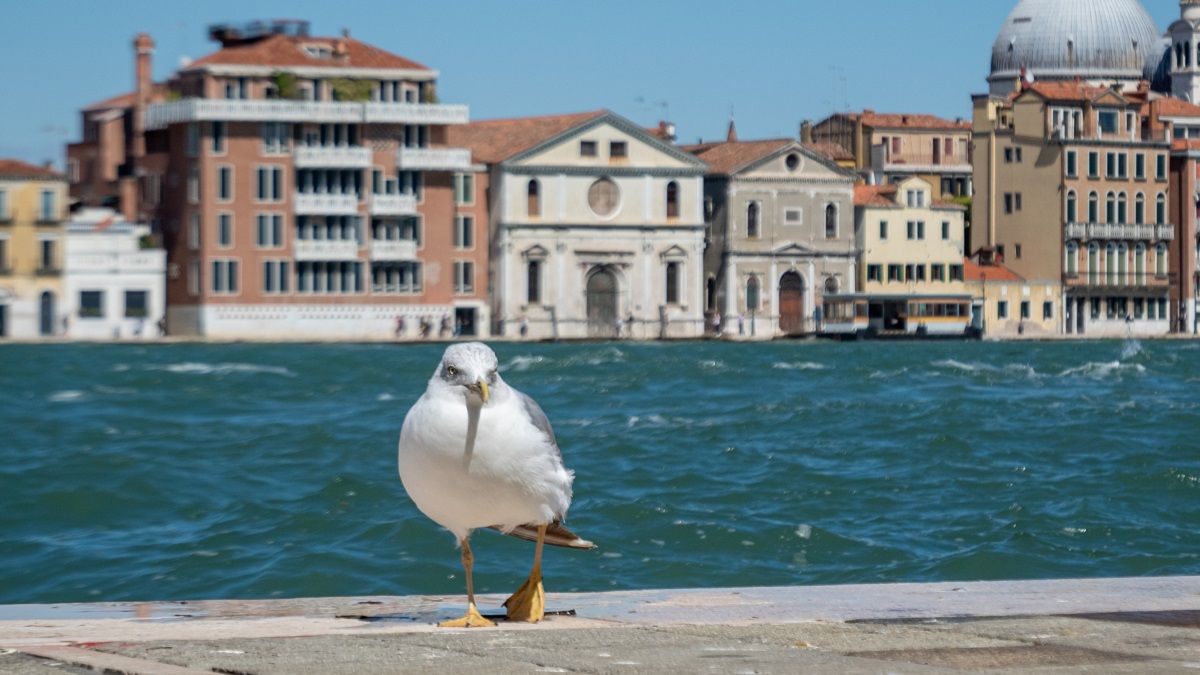Путешественникам лучше держаться как можно дальше от этих птиц Путешественникам лучше держаться как можно дальше от этих птиц