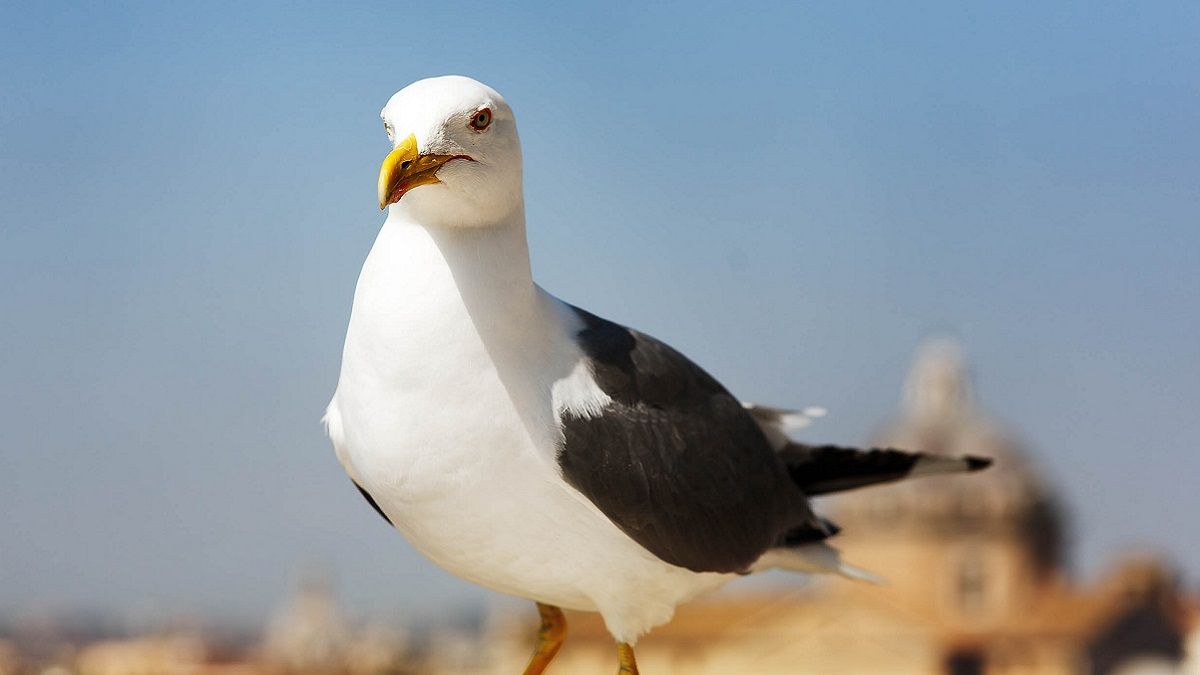 Чайки заставили изменить расписание полетов Чайки заставили изменить расписание полетов