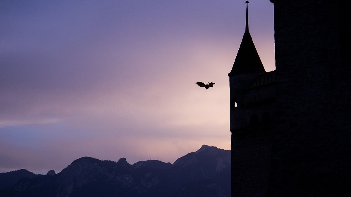 Женщины пострадали от нападения летучих мышей Женщины пострадали от нападения летучих мышей