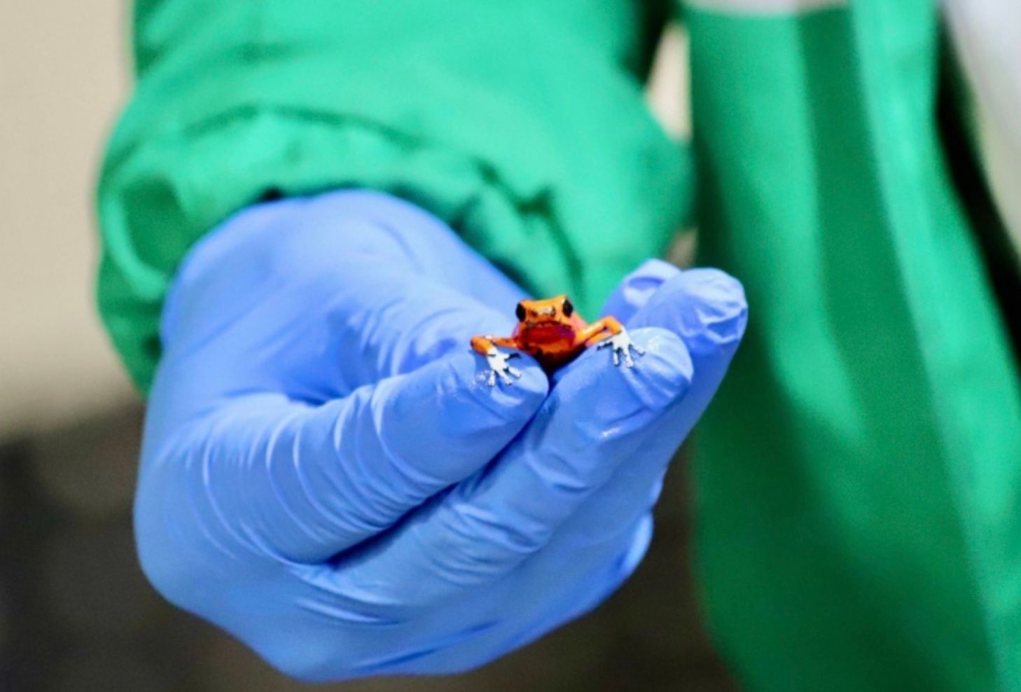 В аэропорту Колумбии арестовали женщину с более чем сотней ядовитых лягушек в багаже В аэропорту Колумбии арестовали женщину с более чем сотней ядовитых лягушек в багаже