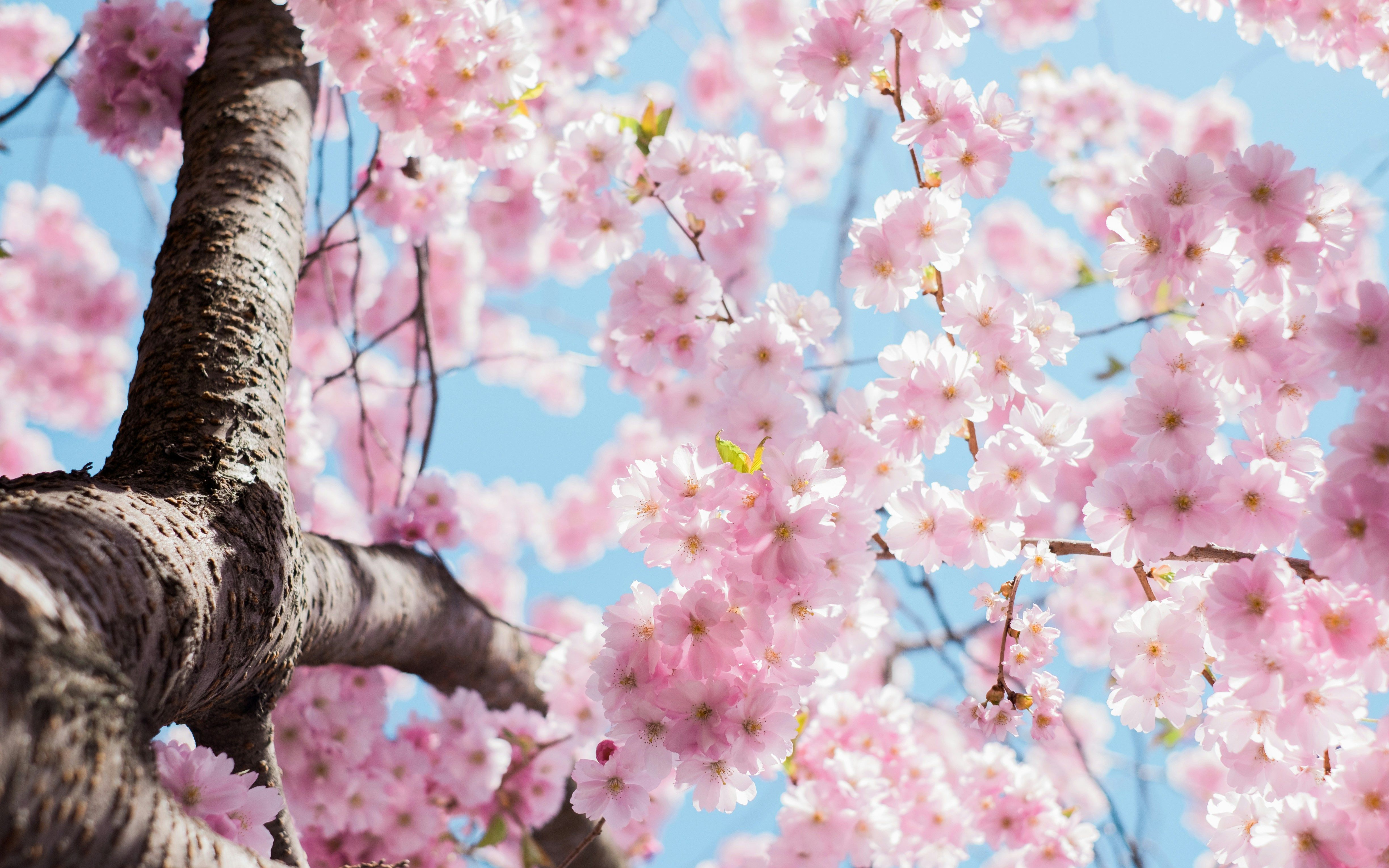 В Японии обеспокоены ранним цветением сакуры