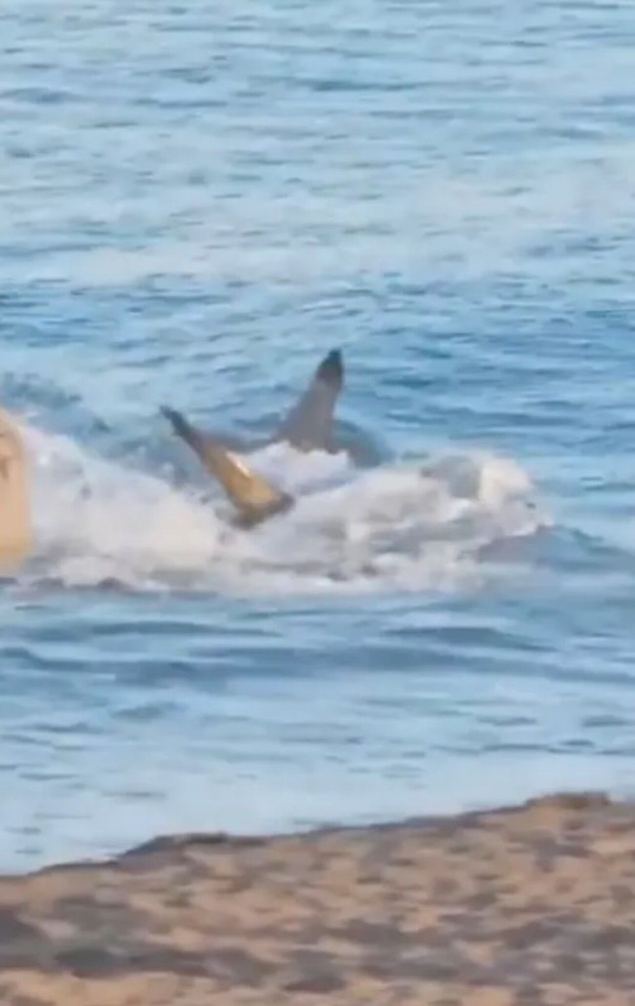 Відпустка в Іспанії влітку 2024 - популярні курорти атакують акули Відпустка в Іспанії влітку 2024 - популярні курорти атакують акули