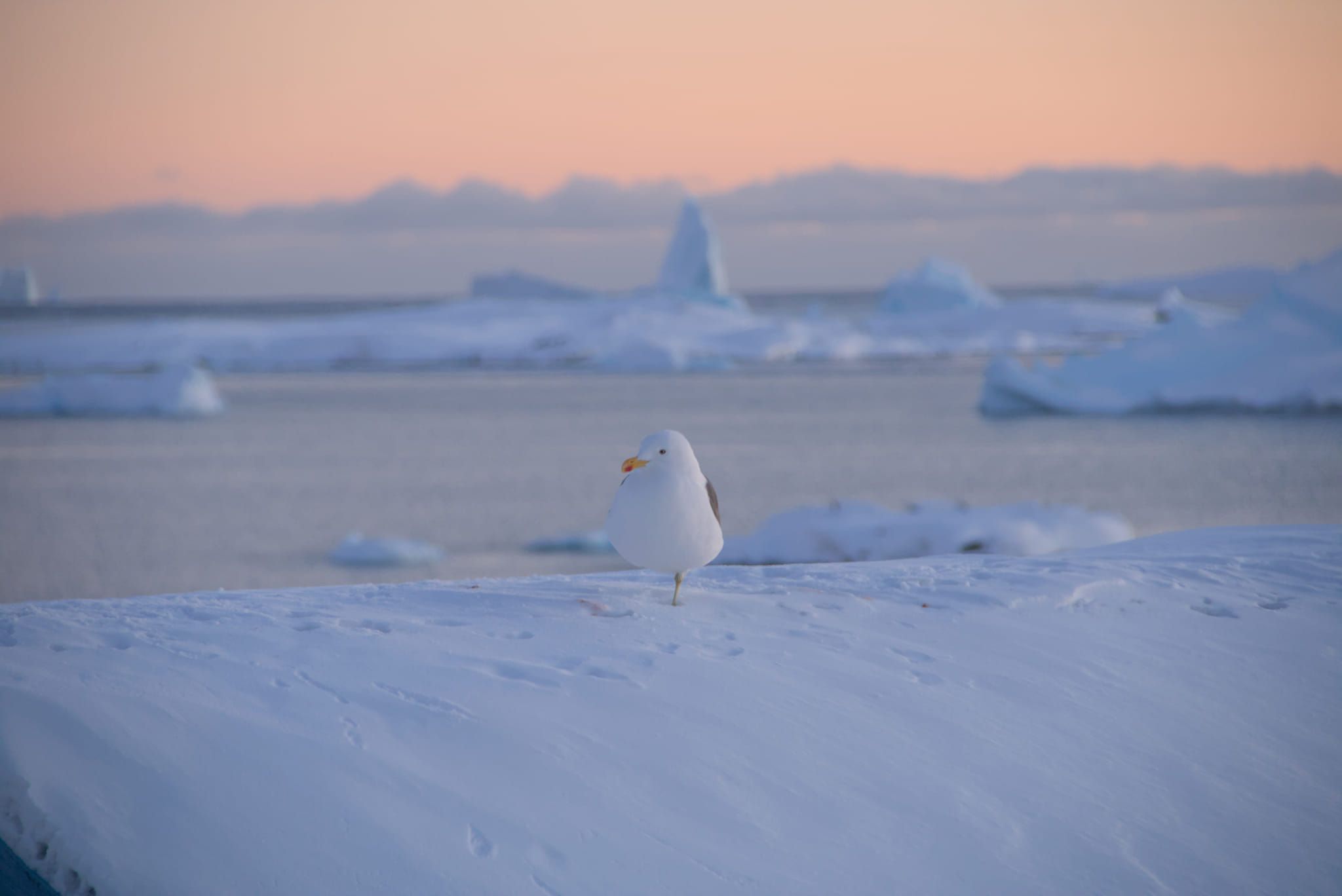 В Антарктиці біля Академік Вернадський розпочався зимовий сезон - фото В Антарктиці біля Академік Вернадський розпочався зимовий сезон - фото