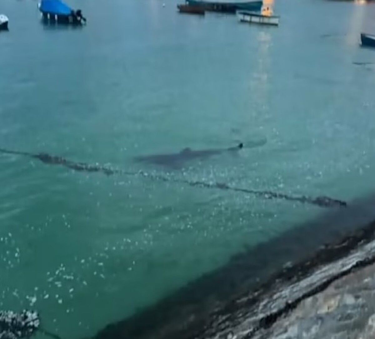 В графстве Корнуол на курорте Сент-Айвз обнаружили акулу В графстве Корнуол на курорте Сент-Айвз обнаружили акулу